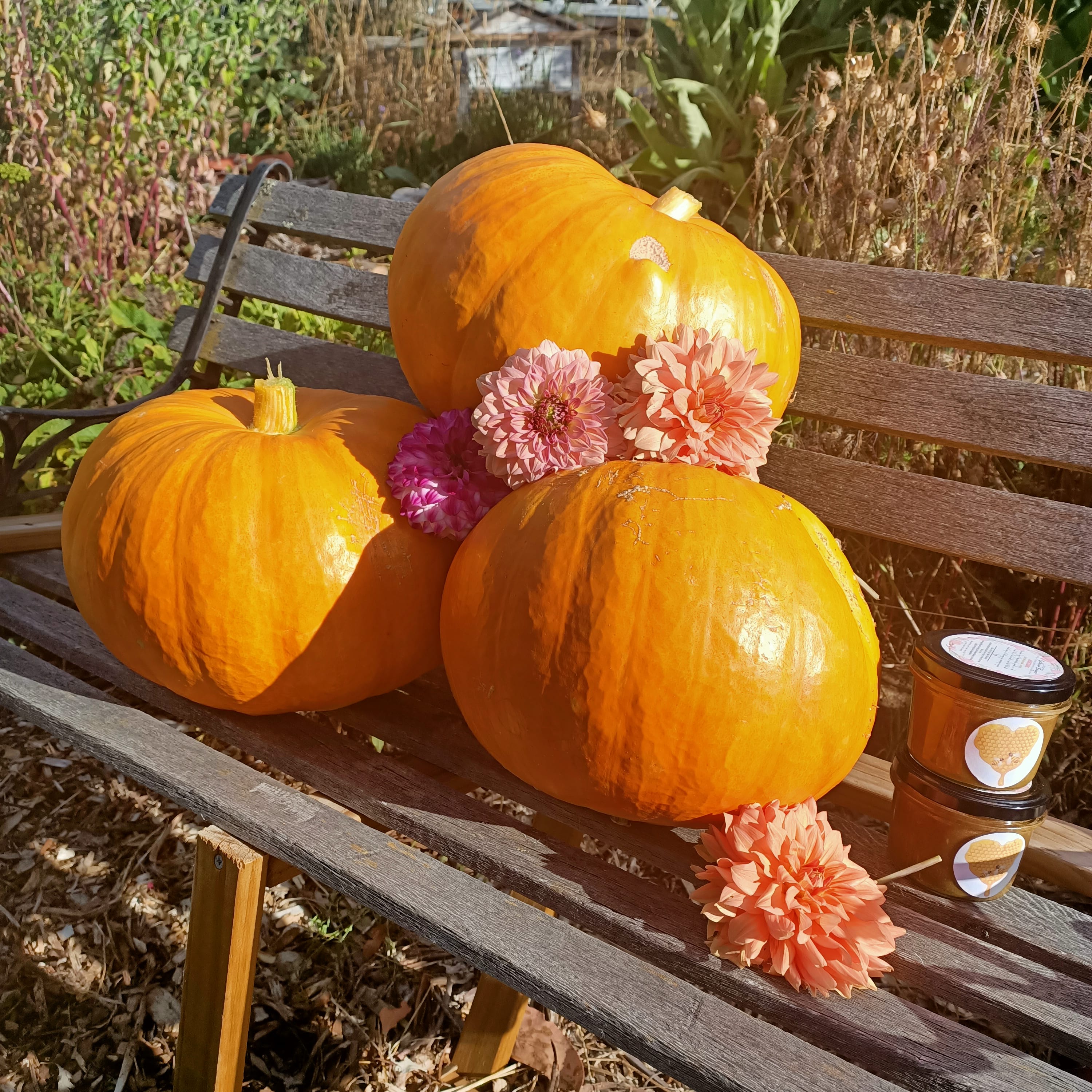 Cinderella (ROUGE VIF D’ETAMPES) Pumpkin Seeds Tasmania – Gatherer Forager