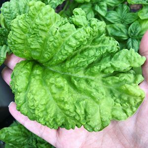 Basil Lettuce leaf seeds Australia Gatherer Forager