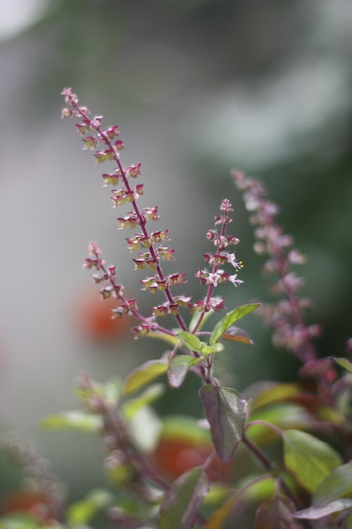 Tulsi Holy Basil Seeds Australia Grow your own Medicinal herbs