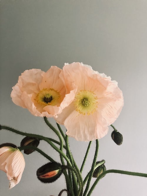 Peach Artificial Iceland Poppy Flower