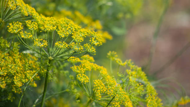 Dill Bouquet