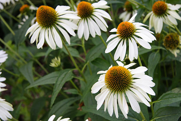 Echinacea White swan