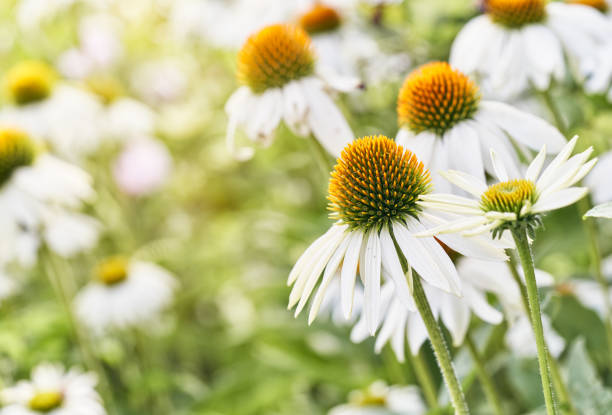 Echinacea White swan