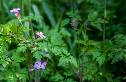 Herb Robert seeds