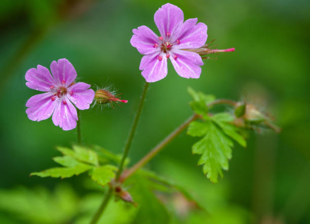 Herb Robert seeds