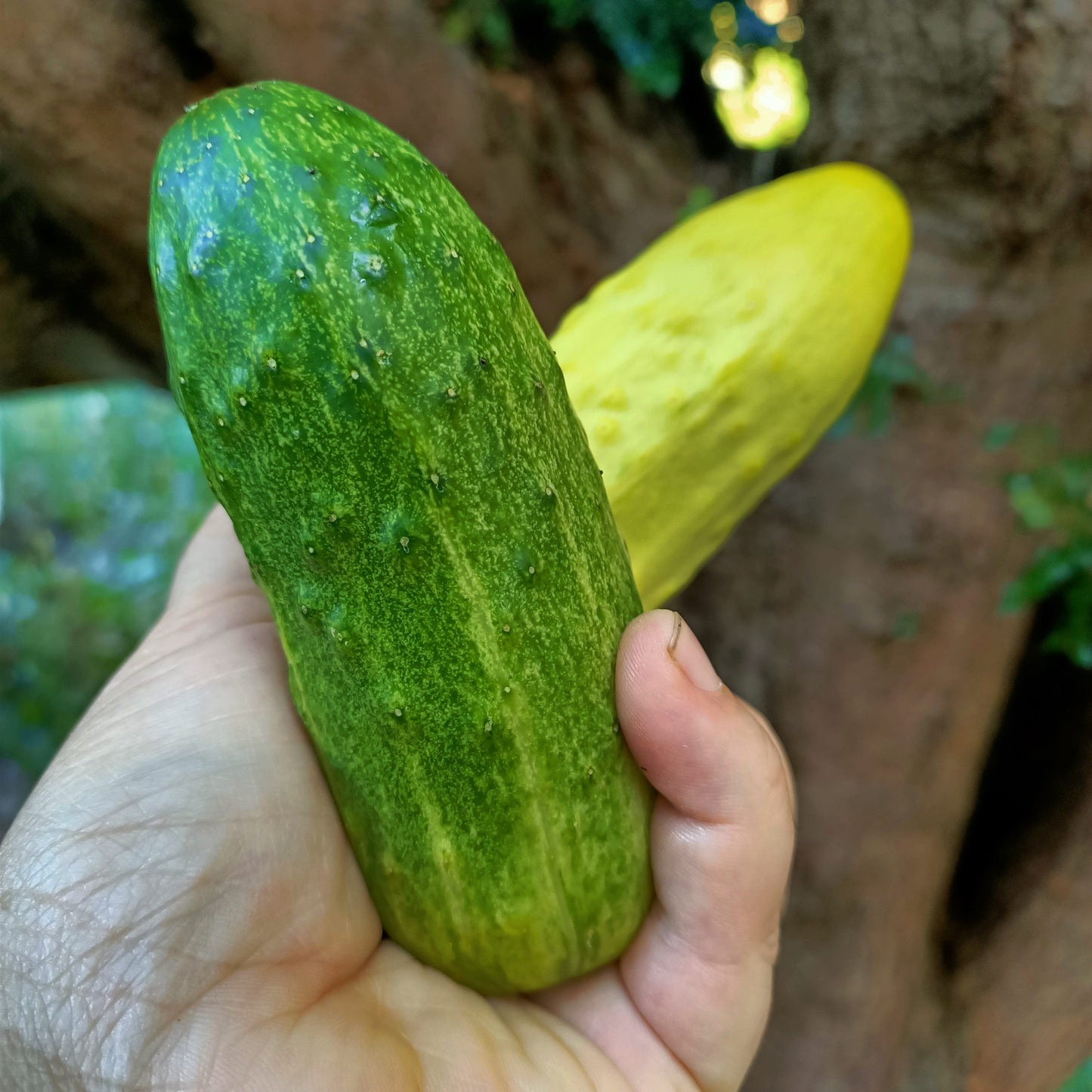 Poona Kheera Cucumber seeds