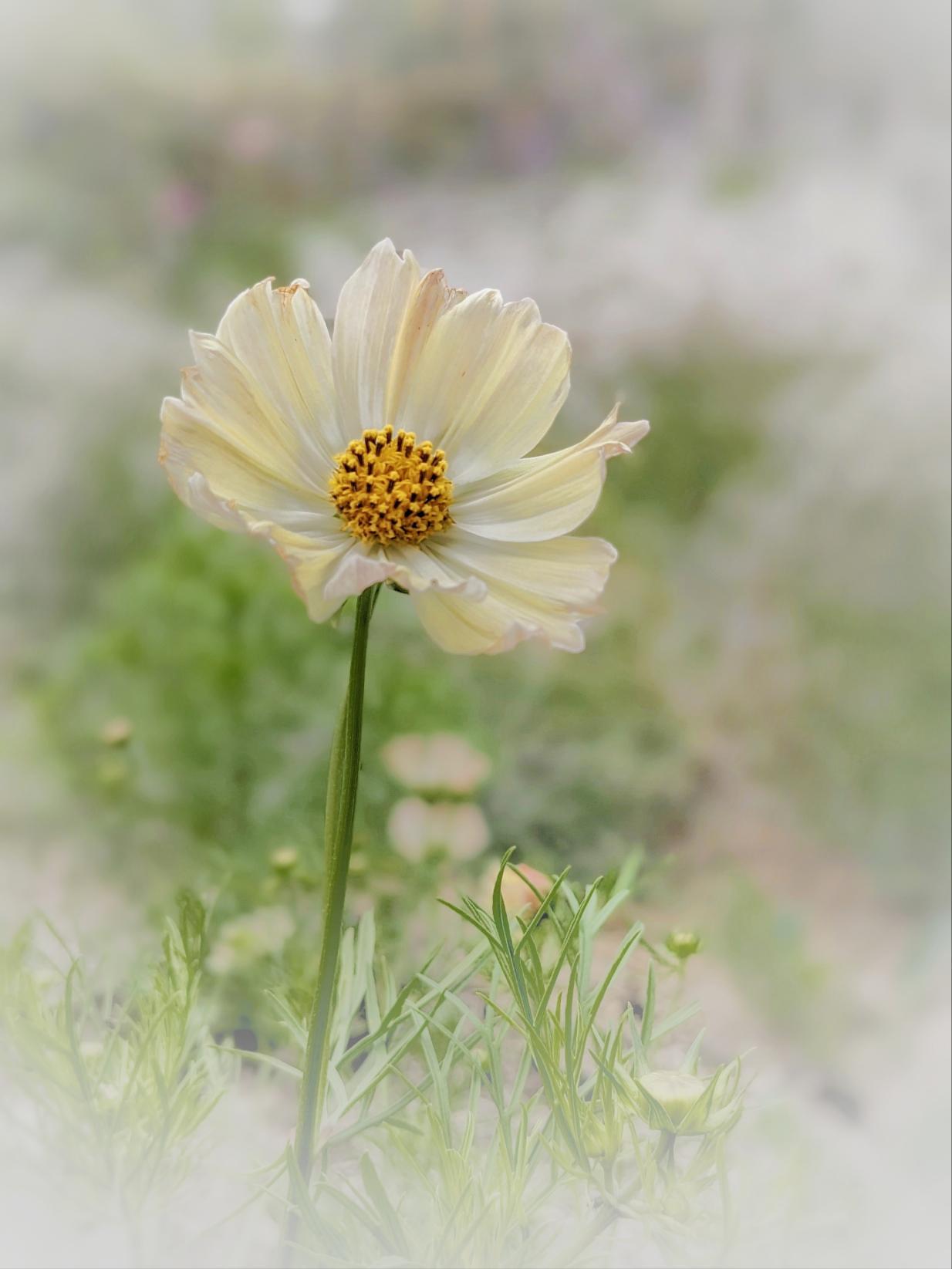 Cosmos Kiiro seeds