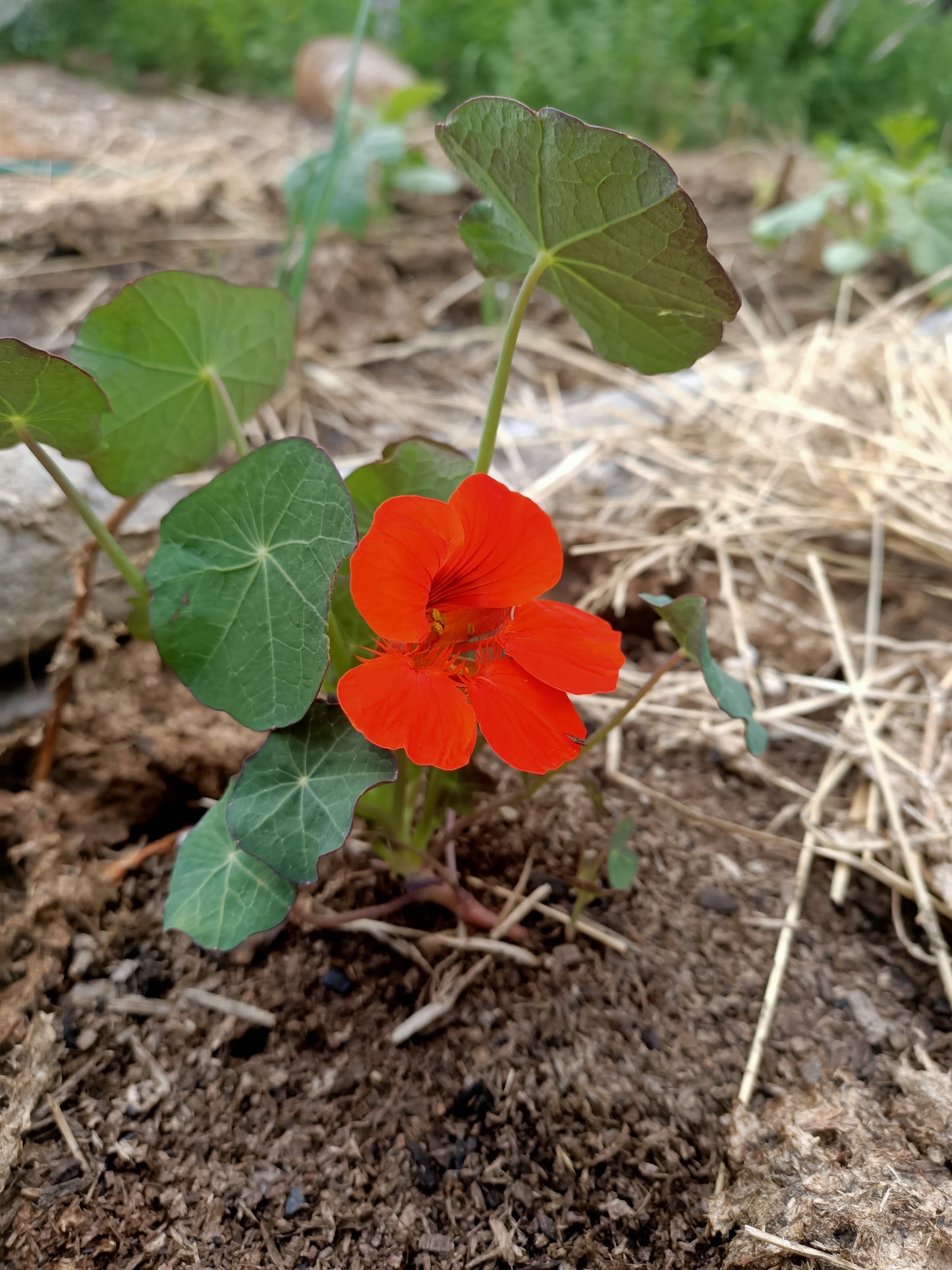 Nasturtium Red empress of India