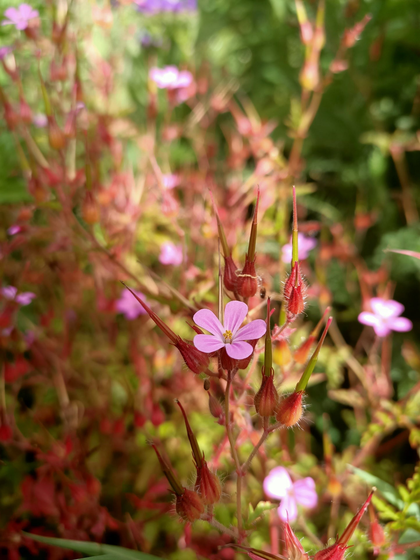 Herb Robert seeds