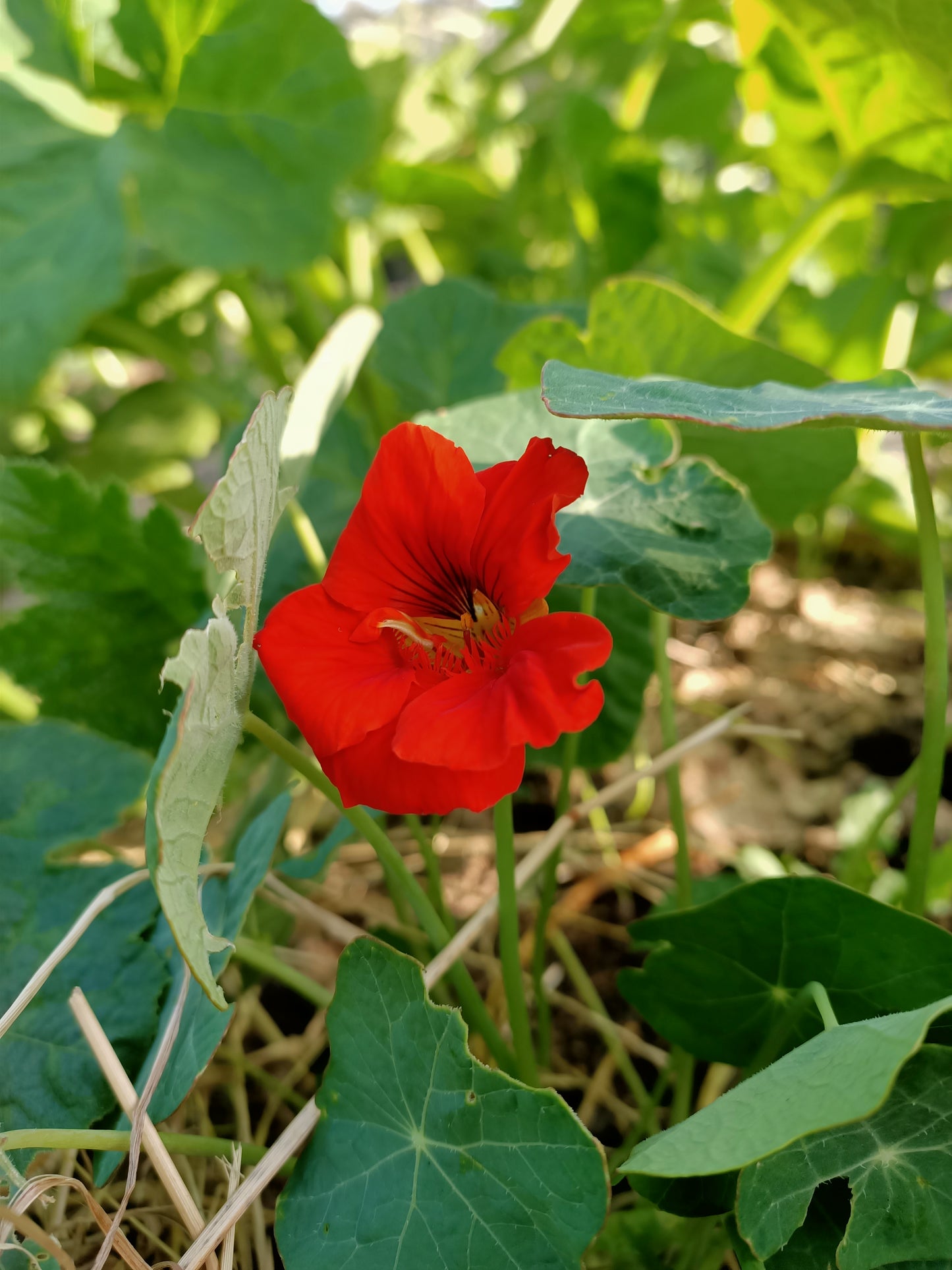 Nasturtium Red empress of India