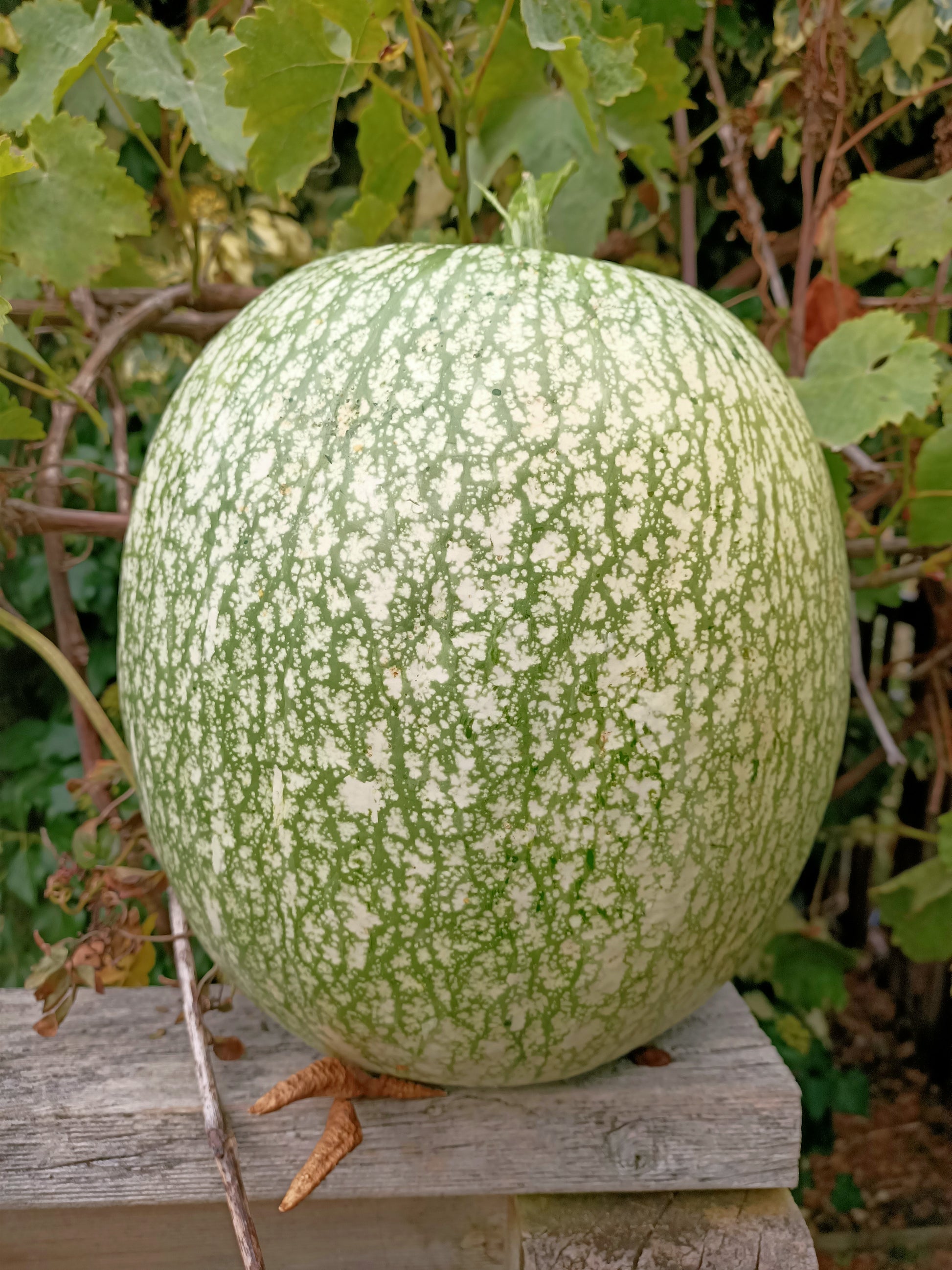 Fig leaf gourd seed Tasmania 