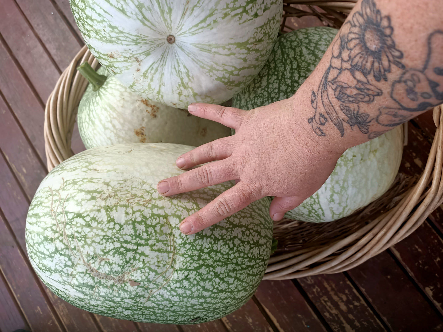 Fig Leaf Gourd