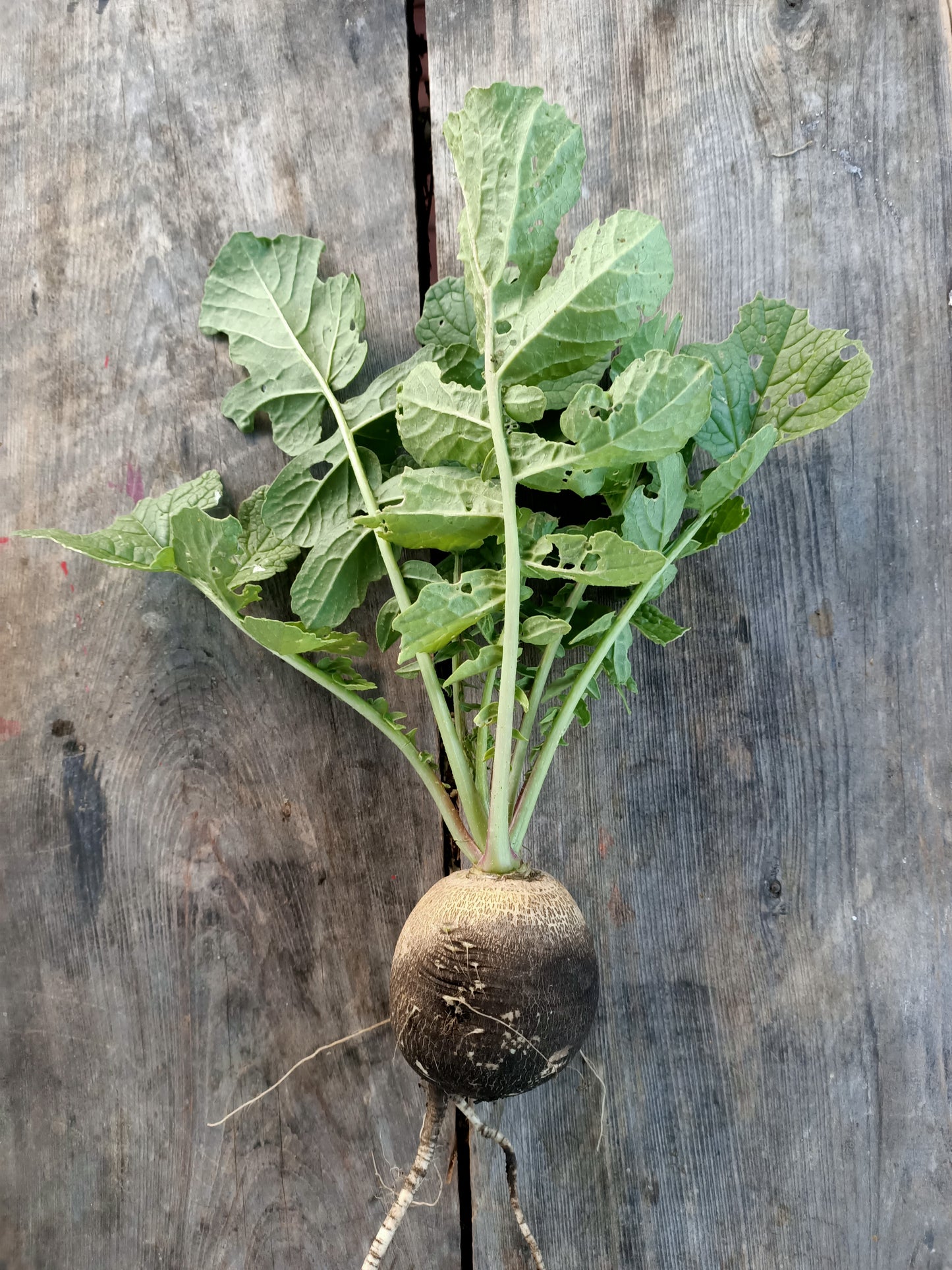 Radish black spanish