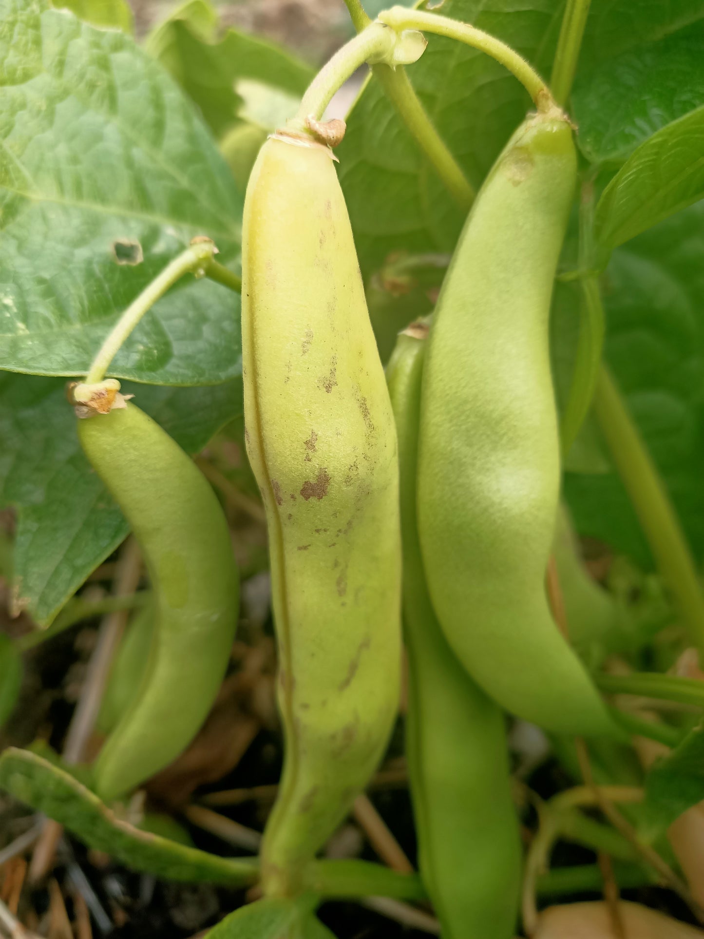 Black coco Beans