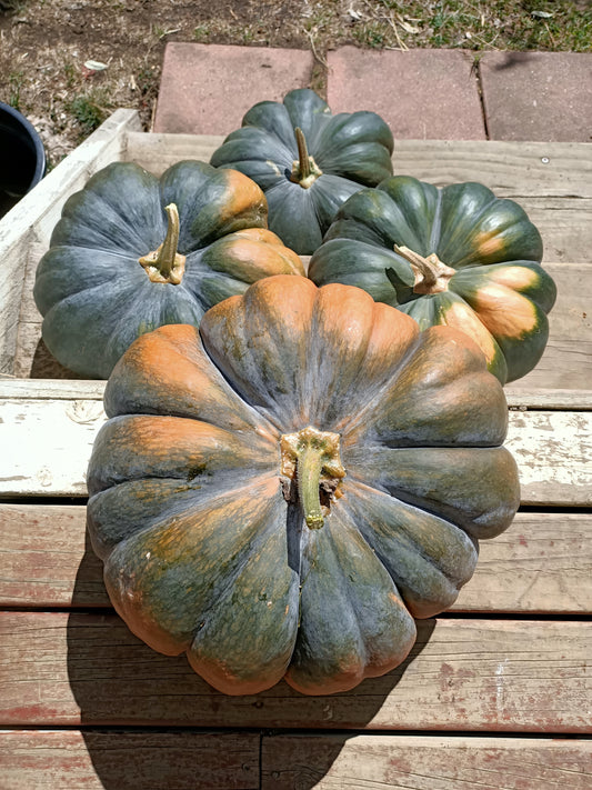 Musquee de provence pumpkin