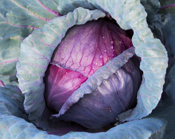 Cabbage Savoy purple