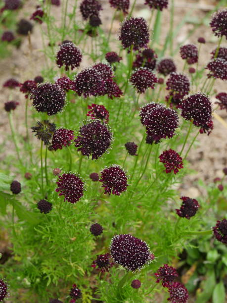 Scabiosa Pincushions mixed flower seeds