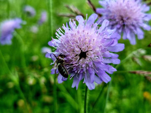 Scabiosa Pincushions mixed flower seeds