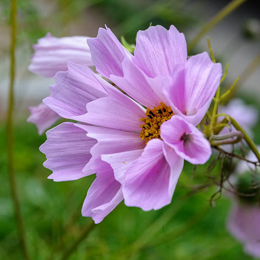 Cosmos Seashells mixed seeds