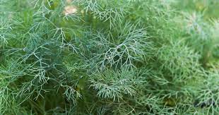 Dill Bouquet