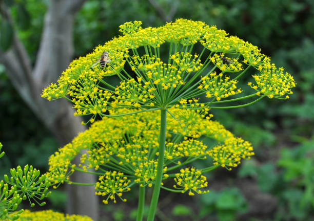 Dill Bouquet