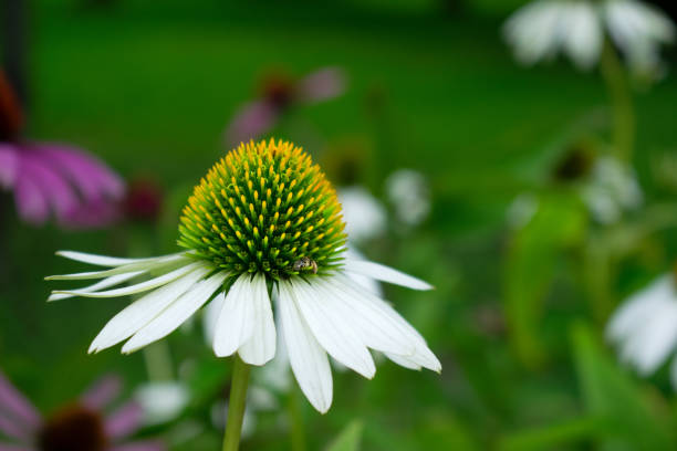 Echinacea White swan