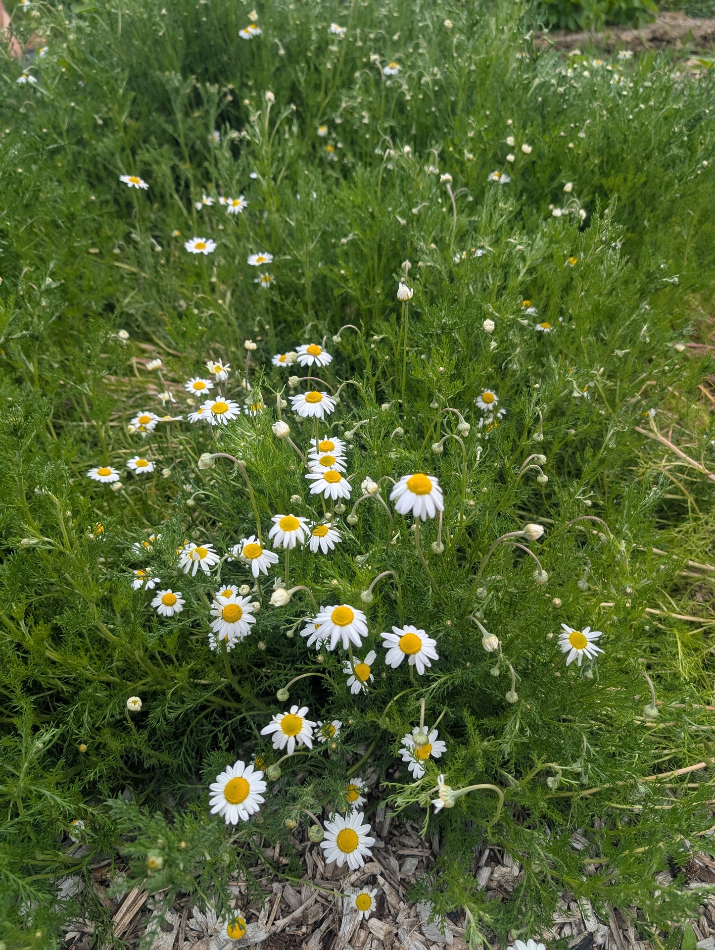 Roman Chamomile