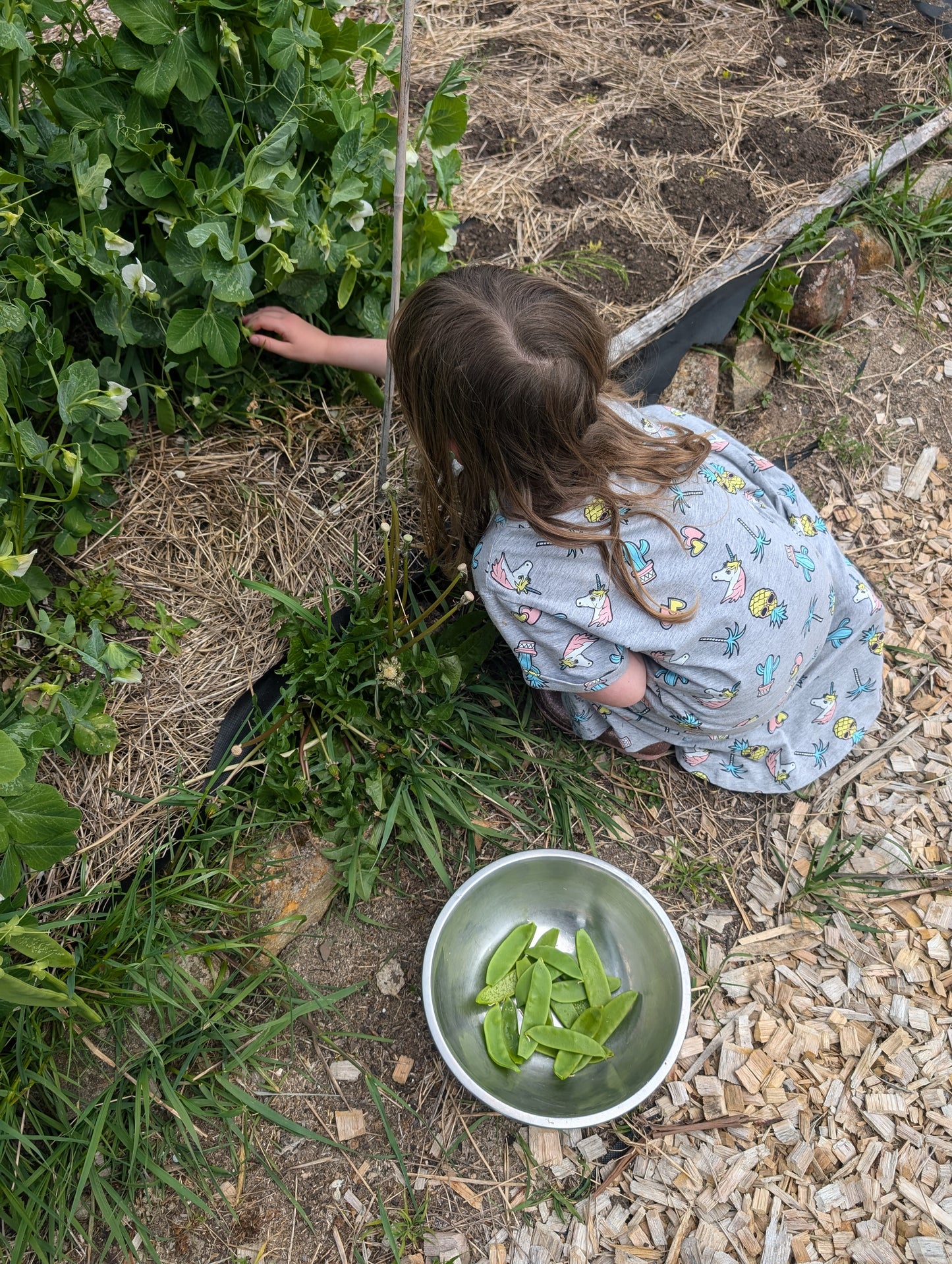 Oregon Giant snow pea seeds