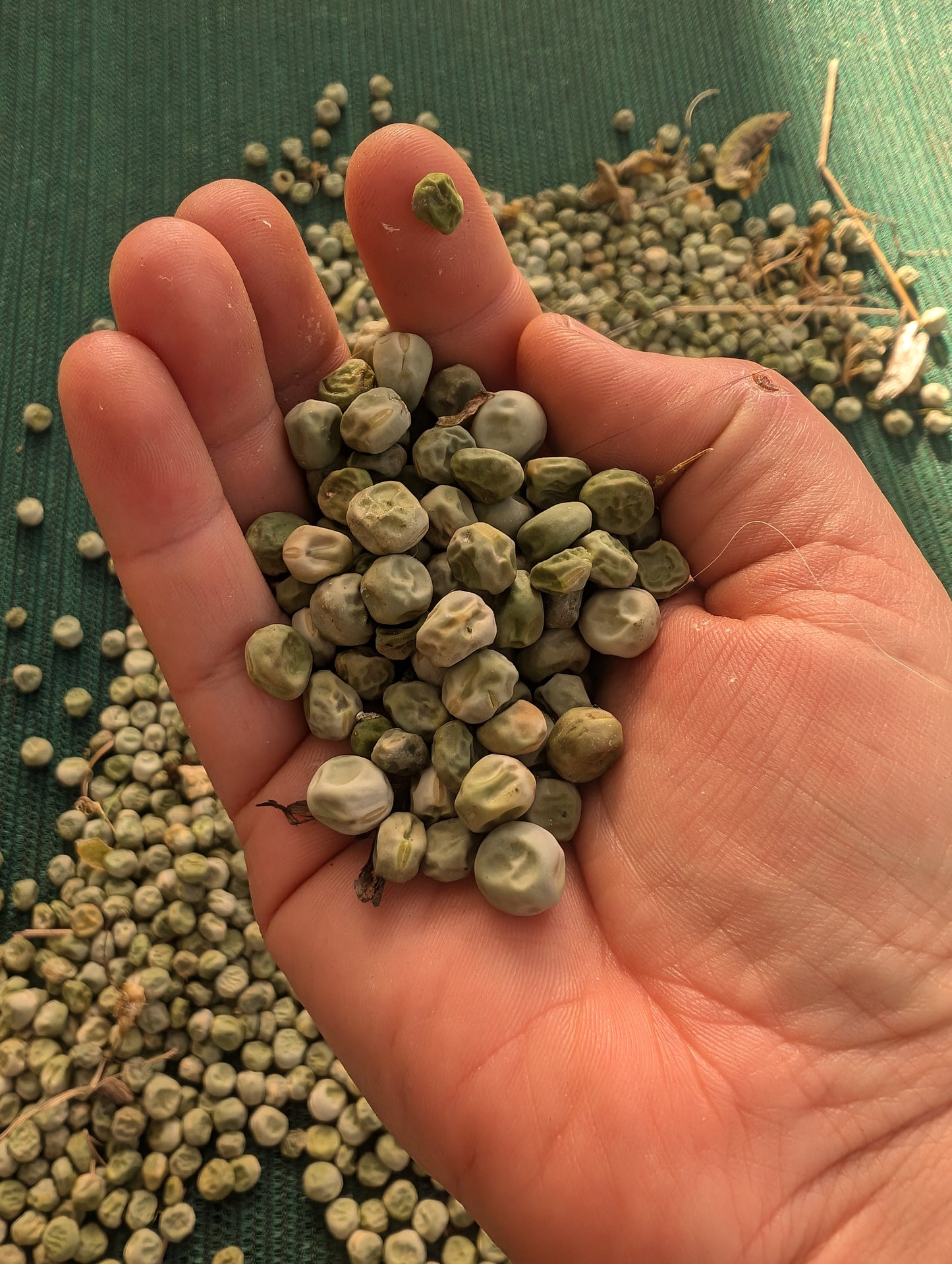 Oregon Giant snow pea seeds