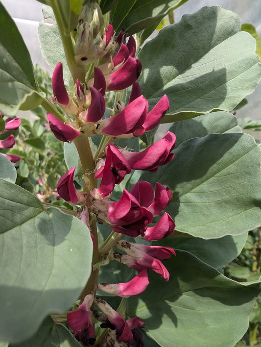 Broad Bean Crimson flowering