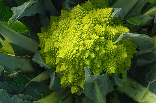 Romanesco Broccoli