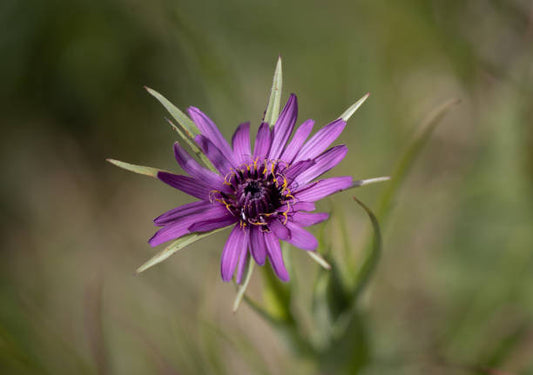 Salsify