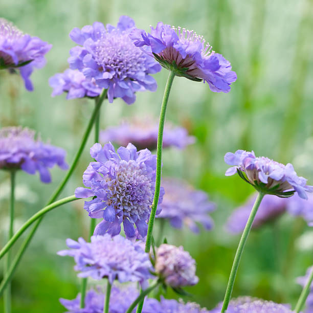 Scabiosa Pincushions mixed flower seeds