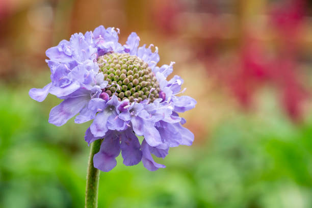 Scabiosa Pincushions mixed flower seeds