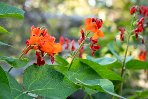 Scarlet runner beans