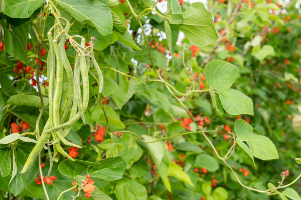 Scarlet runner beans