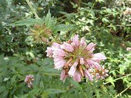 Balm of Gilead seeds