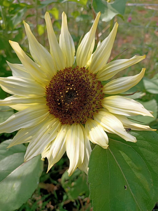 Sunflower Moonwalker