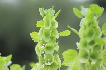 Bells of Ireland