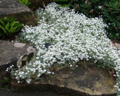 Snow in Summer