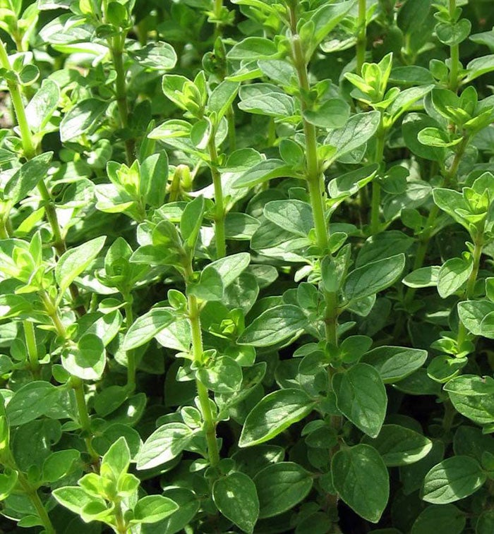 Oregano wild (Marjoram) – Gatherer Forager