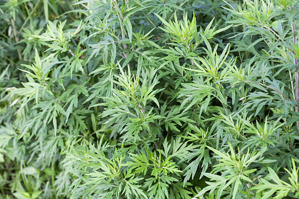 Australian mugwort seeds