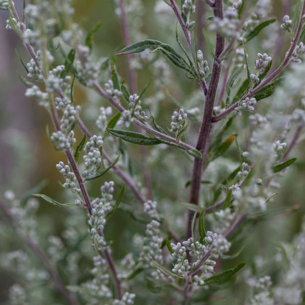 Mugwort seeds Tasmania 