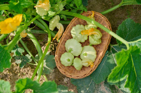 Squash seeds Australia 