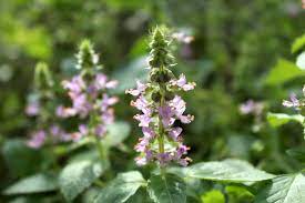 Tulsi Holy Basil Seeds Australia Grow your own Medicinal herbs